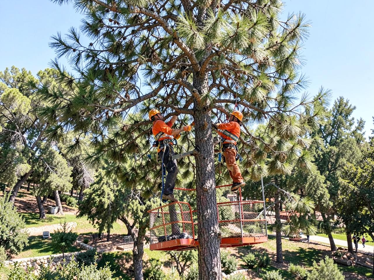 Operatori con dispositivi di protezione potano un albero ad alto fusto